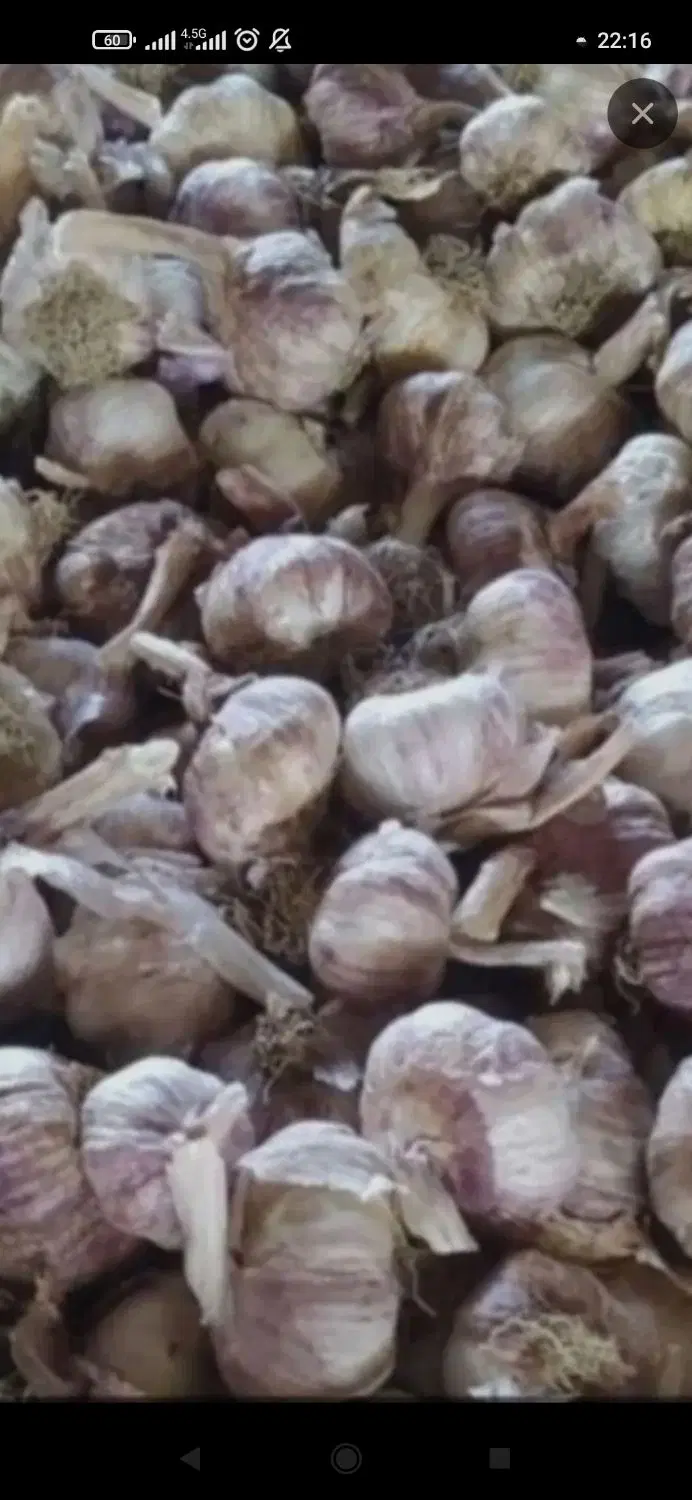 سیر مغان|خوردنی و آشامیدنی|تهران, شوش (باغ آذری)|دیوار