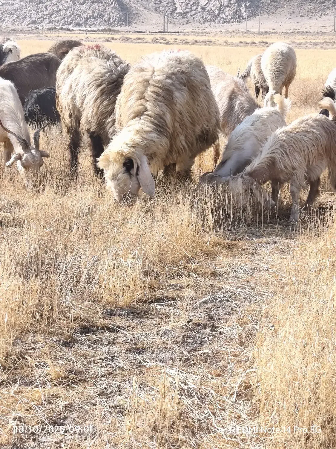 فروش میش بره داروگلون نازدار|حیوانات مزرعه|ارسنجان, |دیوار