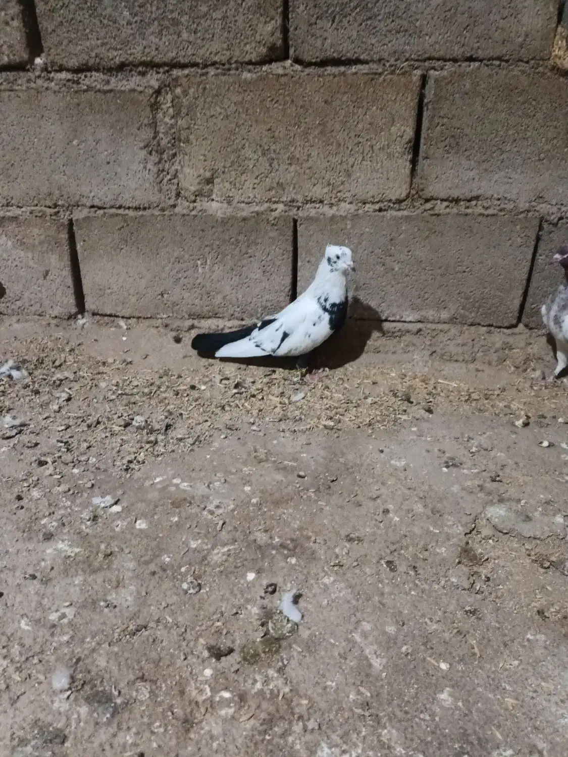 پرنده|پرنده|خرم‌آباد, |دیوار