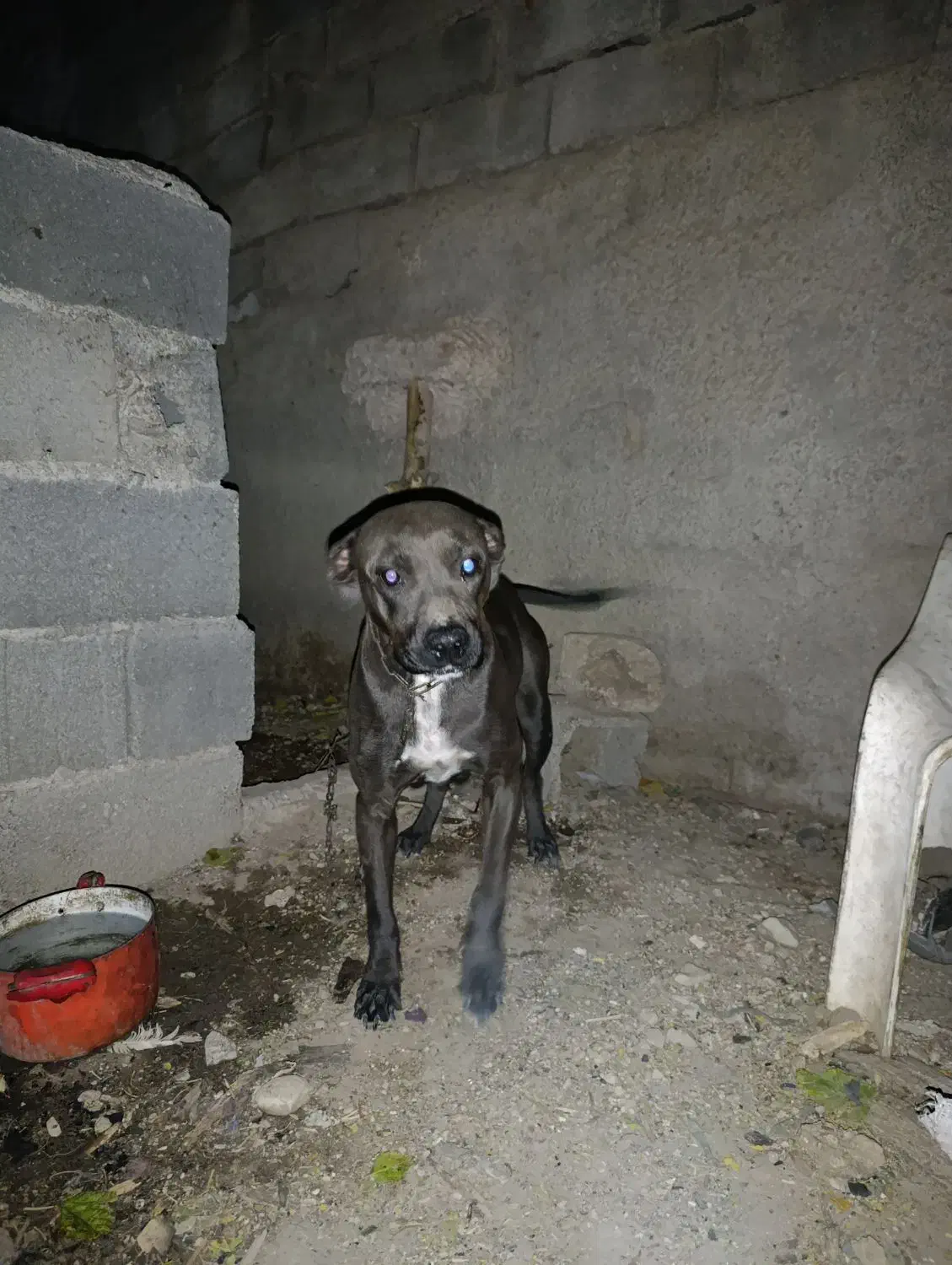 ×سگ امرکن بولی اورجینال ماده×|سگ|کرج, کمالشهر|دیوار