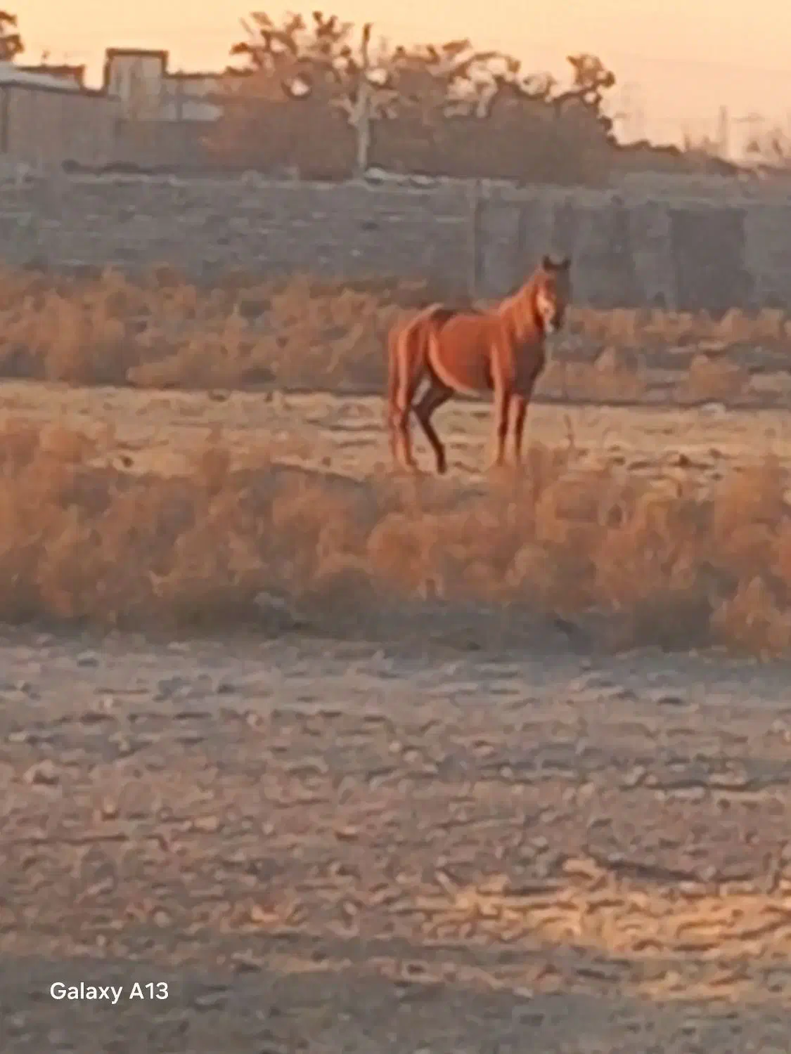 اسب و کره اسب هردو مادیون|اسب و تجهیزات اسب‌سواری|مشهد, شهرک امام سجاد|دیوار