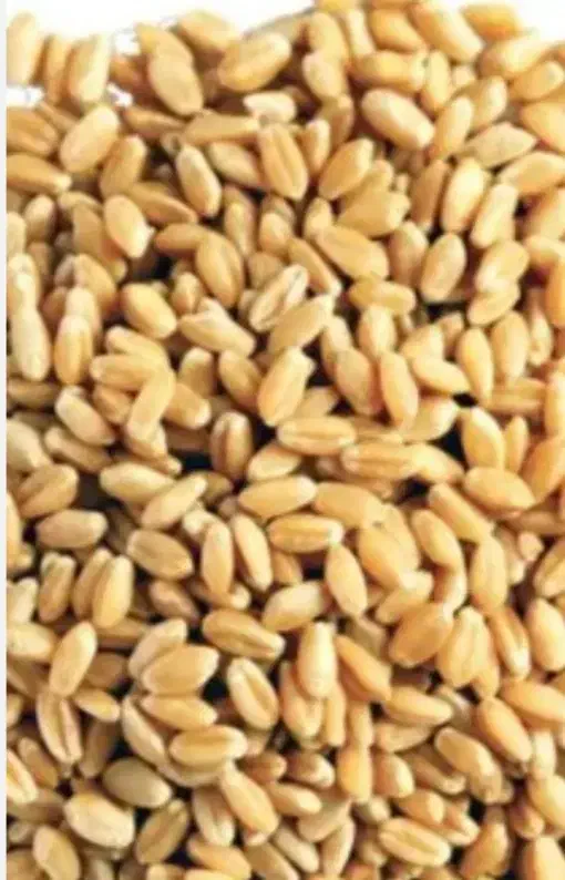 گندم آبی امسال|عمده‌فروشی|لردگان, |دیوار