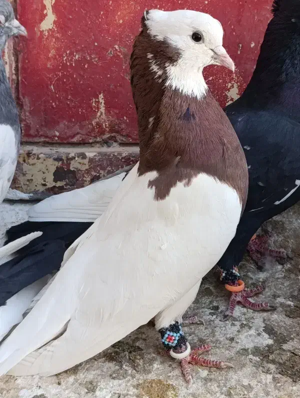 کبوتر طوقی کله سینه پلاکی|پرنده|سیدان, |دیوار