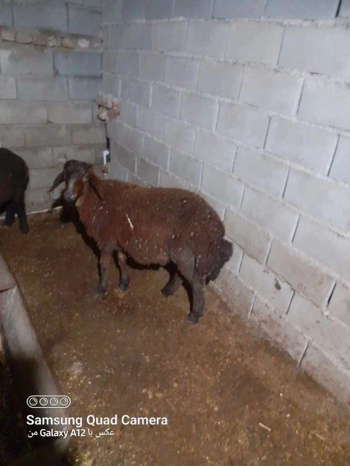 ی عدد نر بره|حیوانات مزرعه|دلند, |دیوار