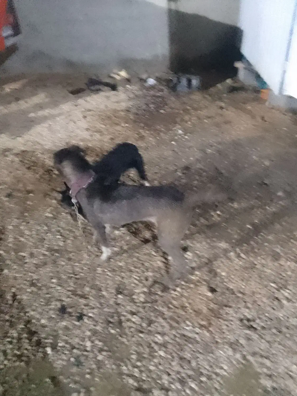 سگ سرابی و قدریجونی|سگ|مرودشت, دولت آباد|دیوار