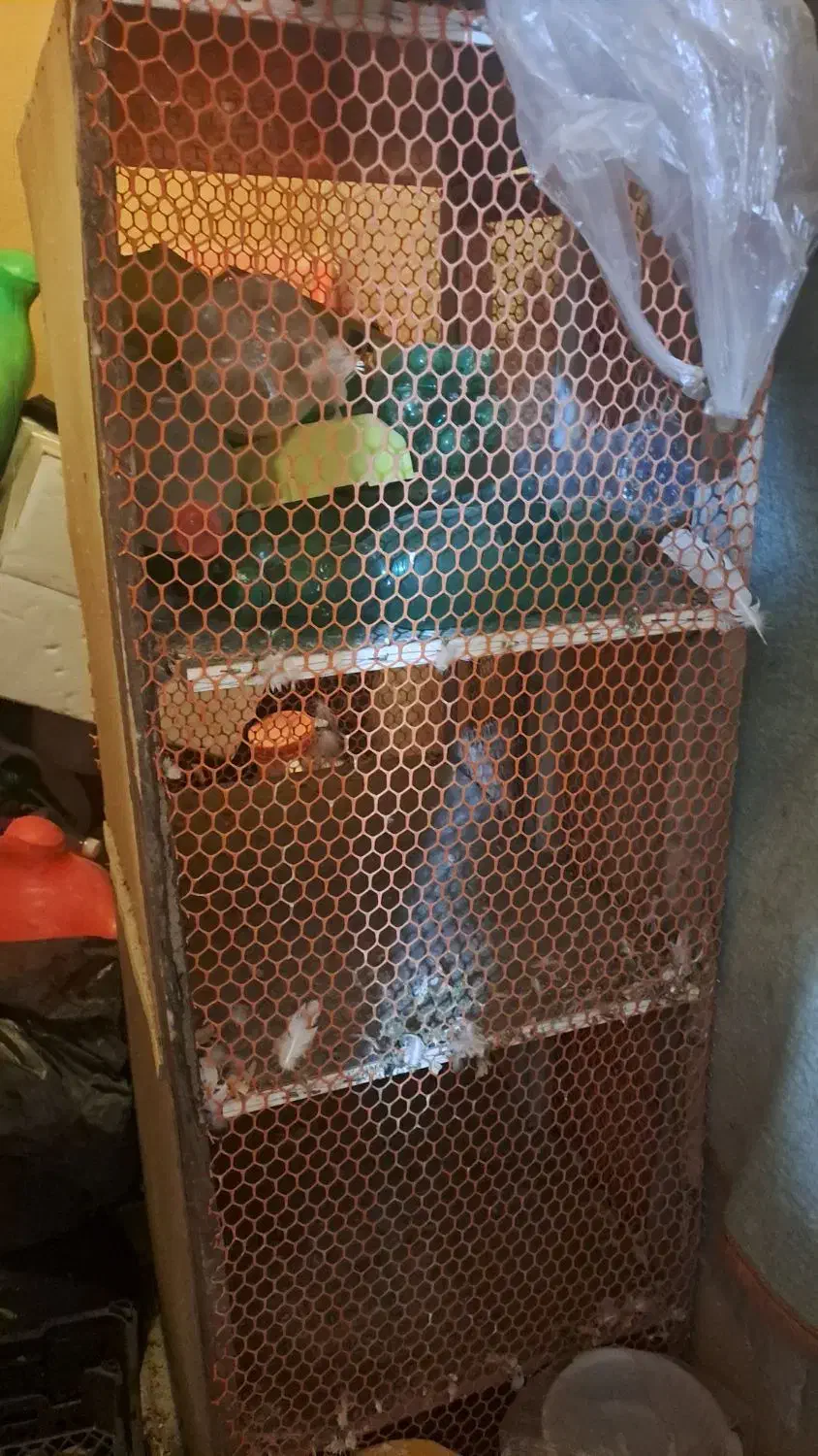 قفس|لوازم جانبی حیوانات|یاسوج, |دیوار