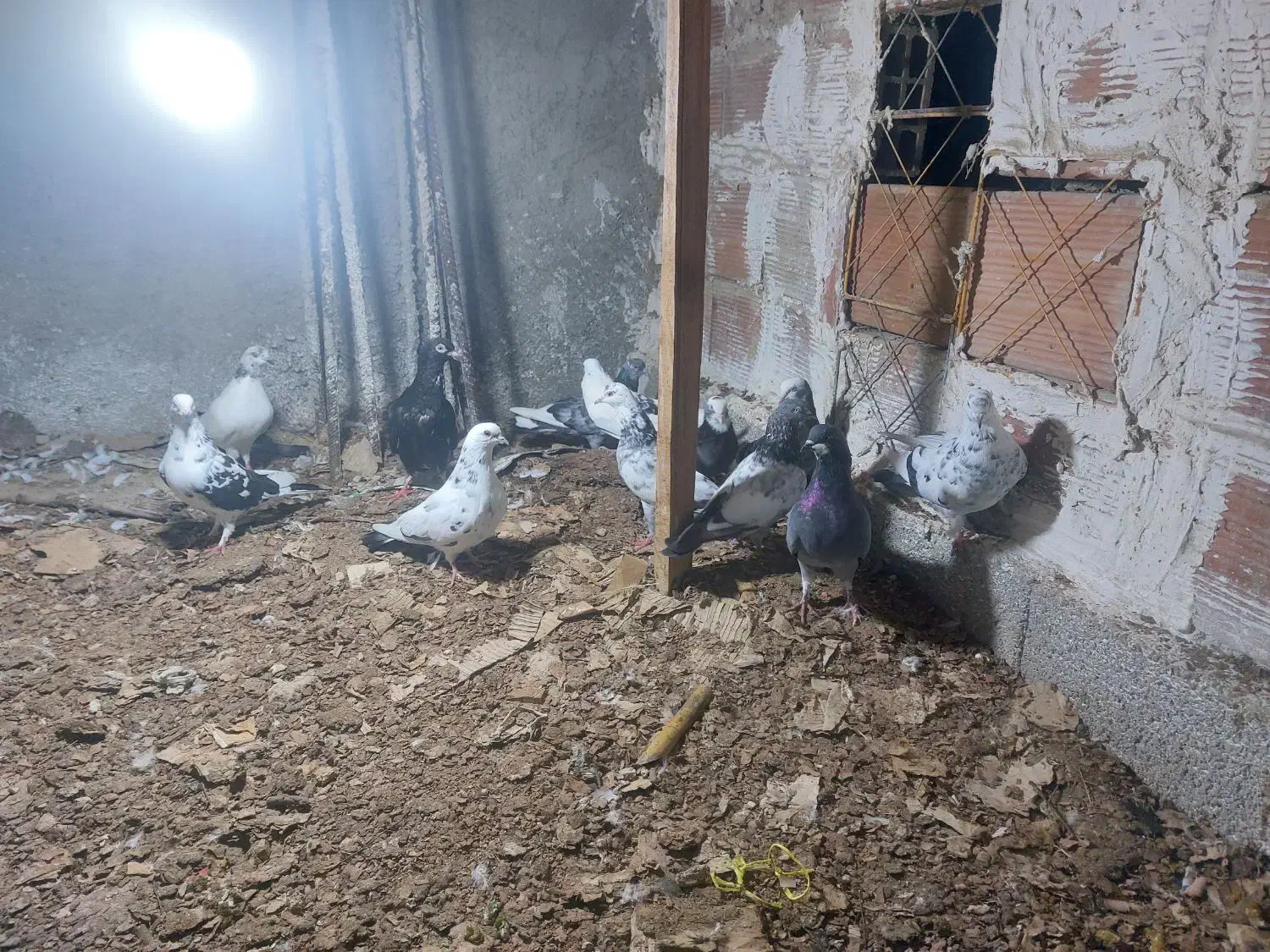 کبوتر هوایی|پرنده|ساری, |دیوار