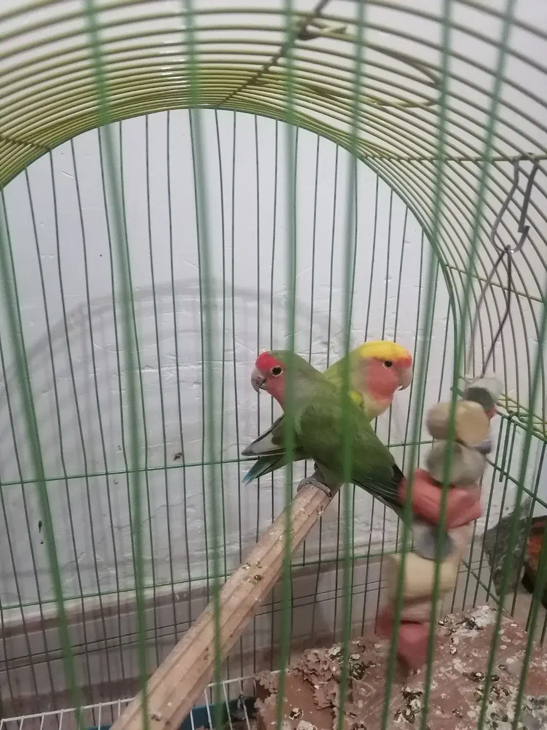 طوطی برزیلی نروماده|پرنده|هشتگرد, شهرک بعثت|دیوار