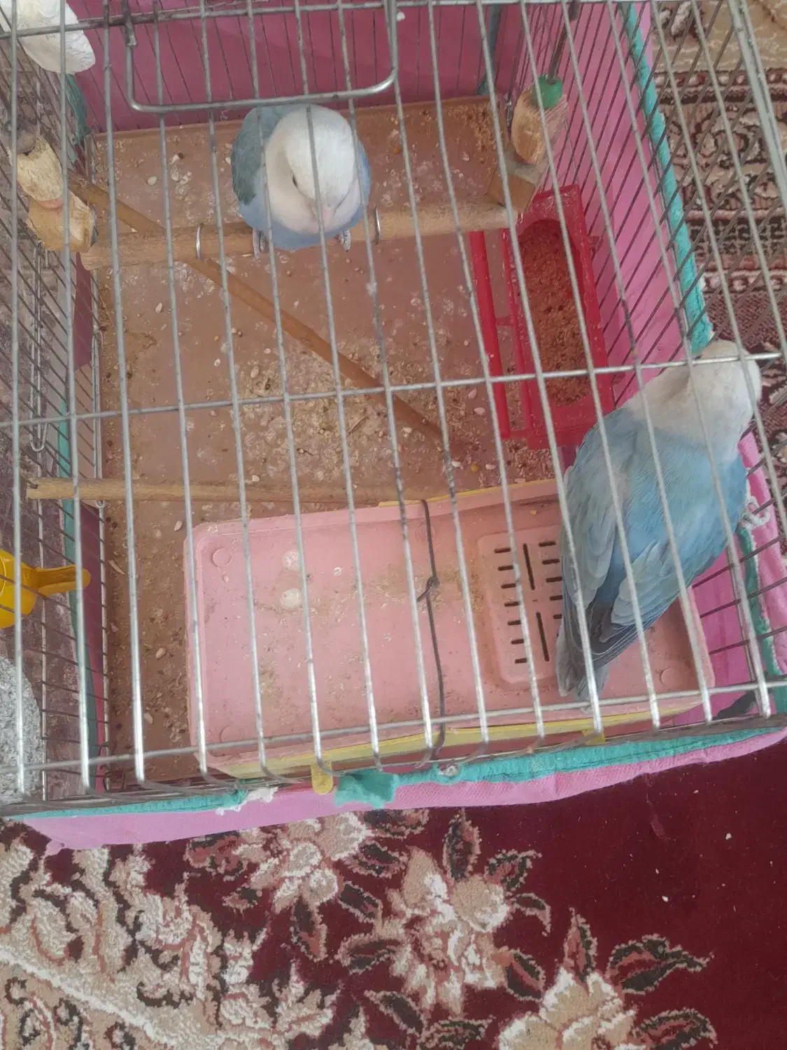 طوتی|پرنده|مرودشت, رودبال|دیوار