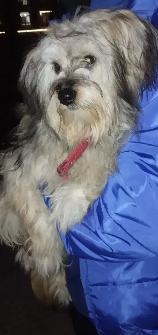 شیتزو نر|سگ|پاکدشت, پاکدشت (مامازند)|دیوار