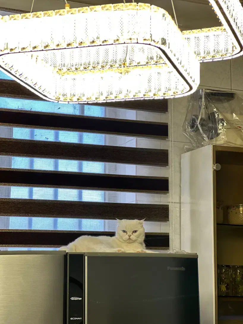 گربه اسکاتیش ماده|گربه|کرمان, |دیوار