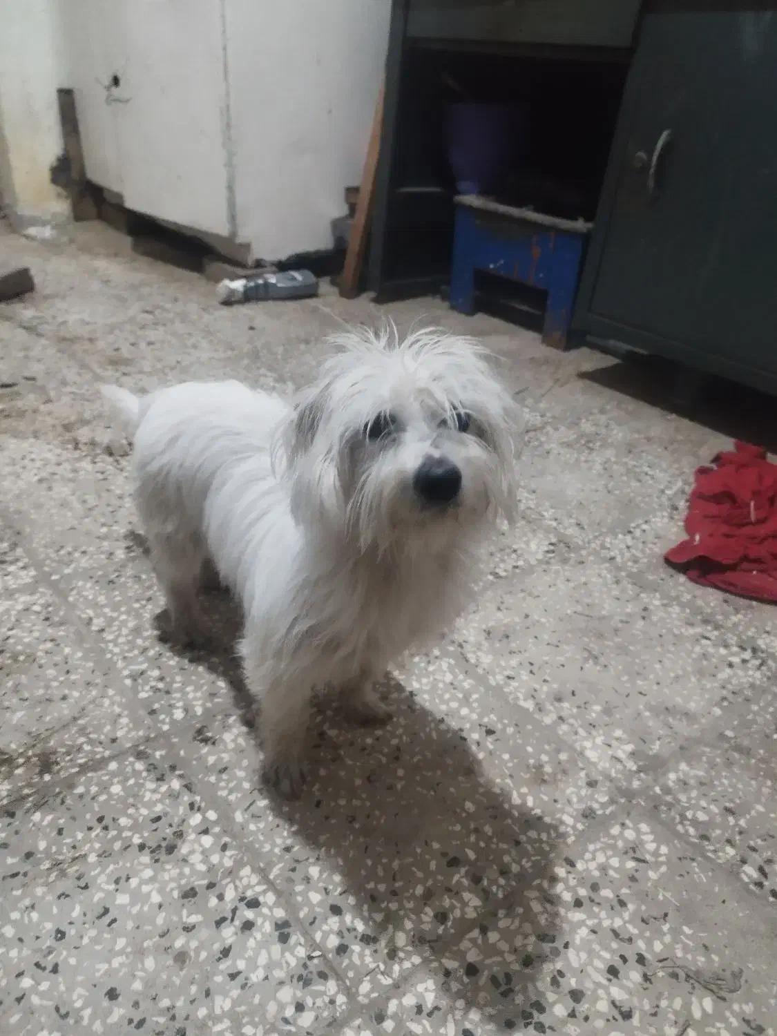 سگ شیتزو تریر|سگ|خان ببین, |دیوار