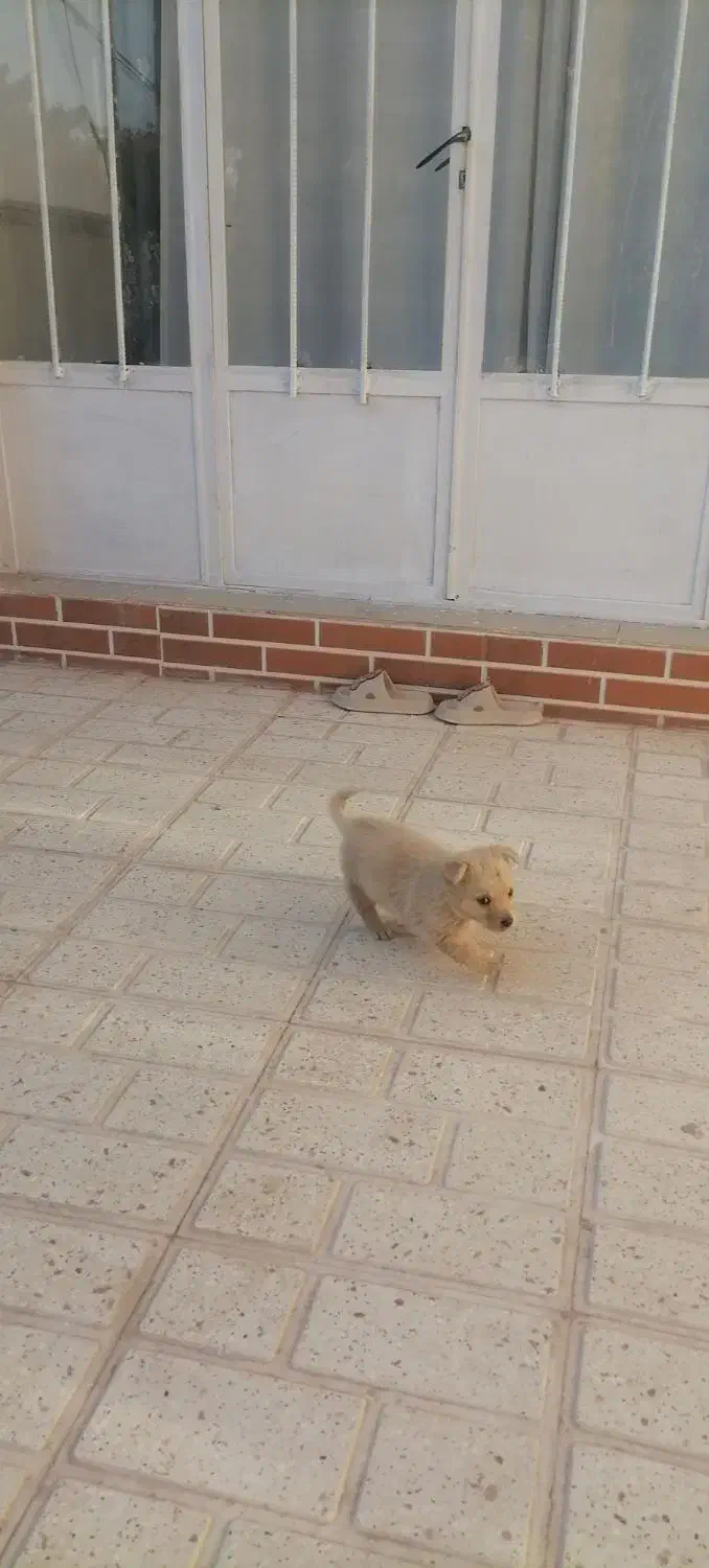 سگ پاکوتاه|سگ|کرمان, |دیوار