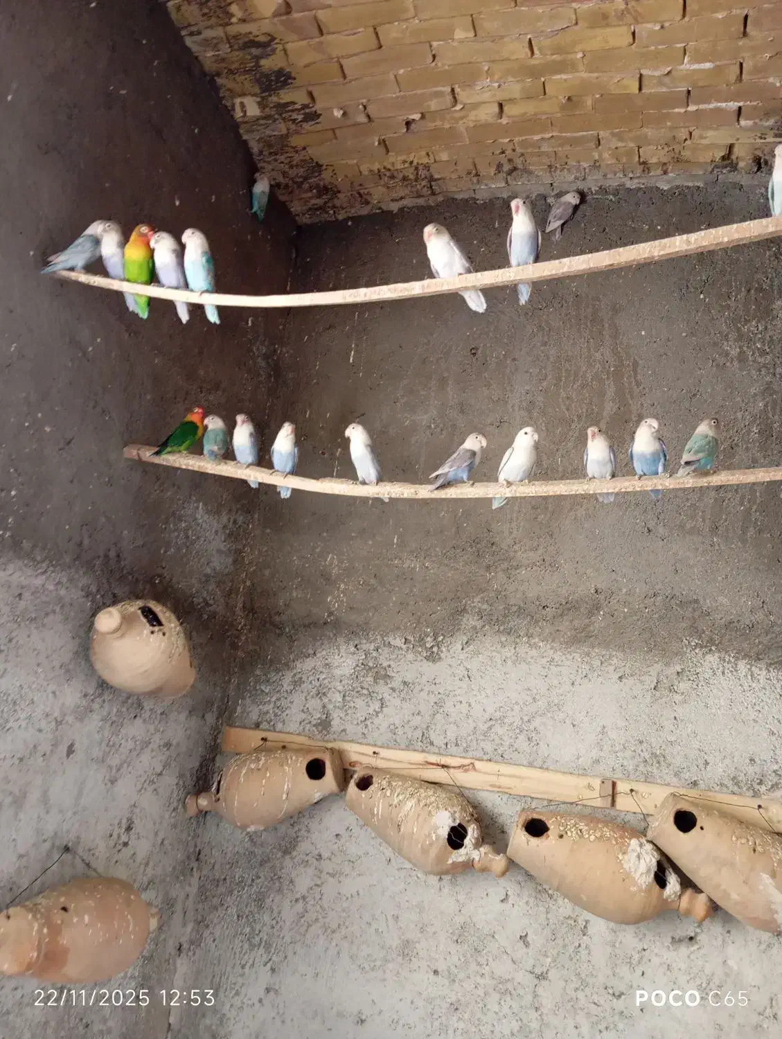 کوتوله بالغ|پرنده|زبرخان, |دیوار