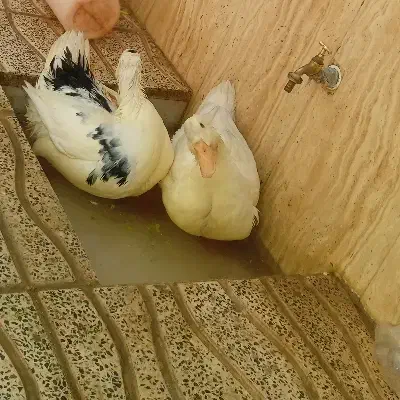 اردک|حیوانات مزرعه|شهرضا, |دیوار