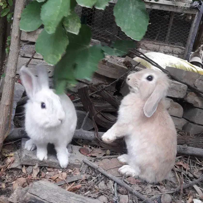 خرگوش لوپ|موش و خرگوش|آشخانه, |دیوار