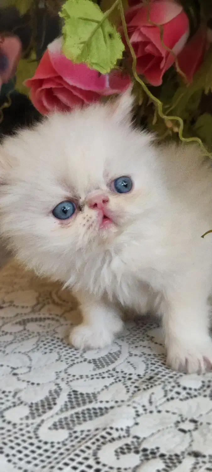 گربه پرشین سوپرفلت|گربه|کرمانشاه, |دیوار