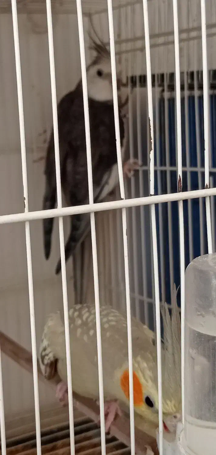 عروس هلندی کوتوله|پرنده|سبزوار, کهنه آب|دیوار