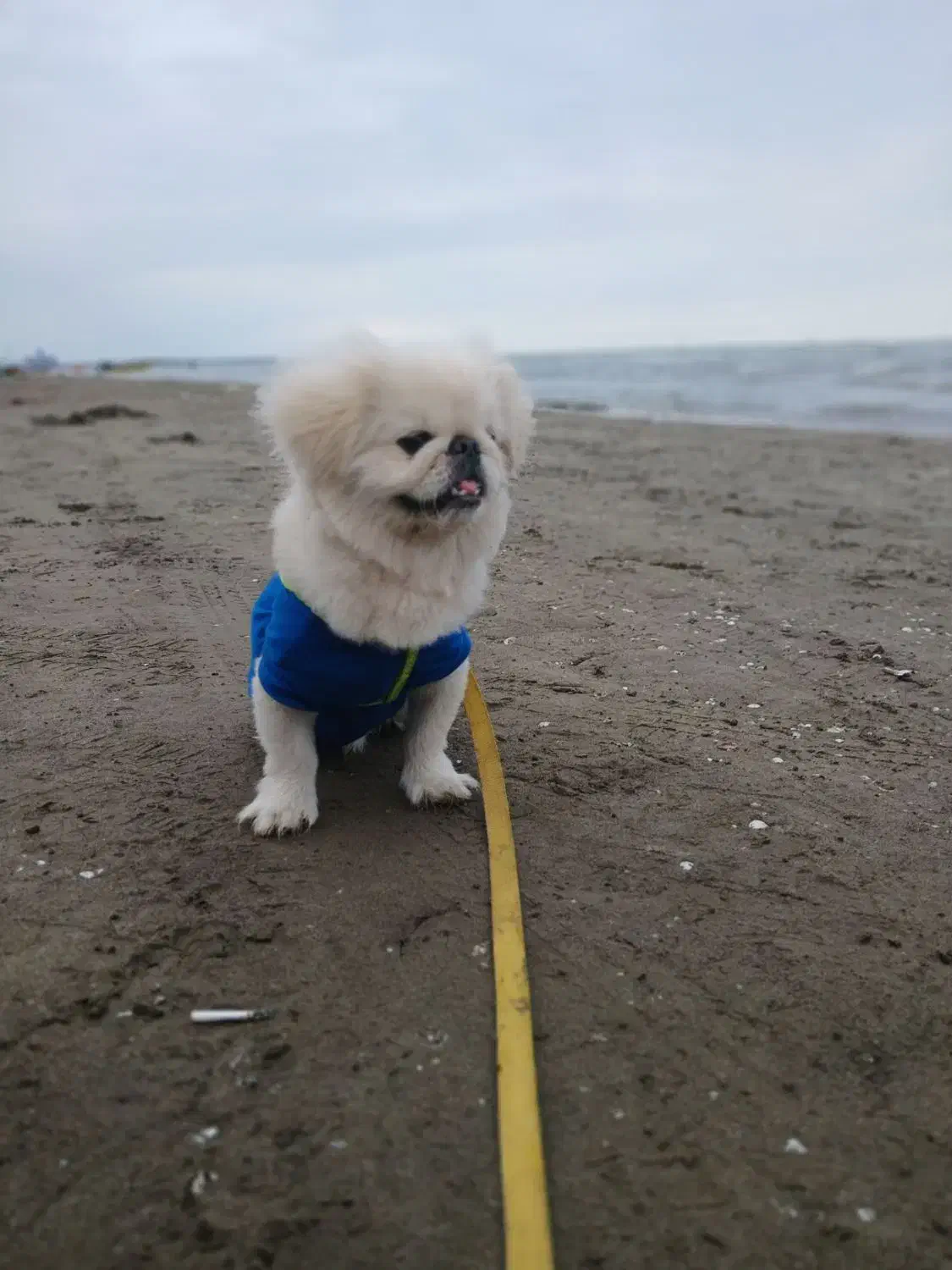 سگ خارجی فوری پکینیزاصل امپریال|سگ|هشتگرد, شهرک راه آهن|دیوار