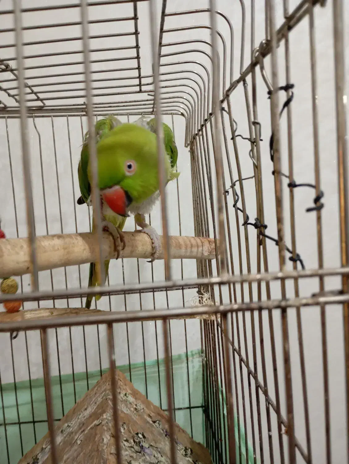 طوطی ملنگو ماده|پرنده|قدس, شهرقدس|دیوار