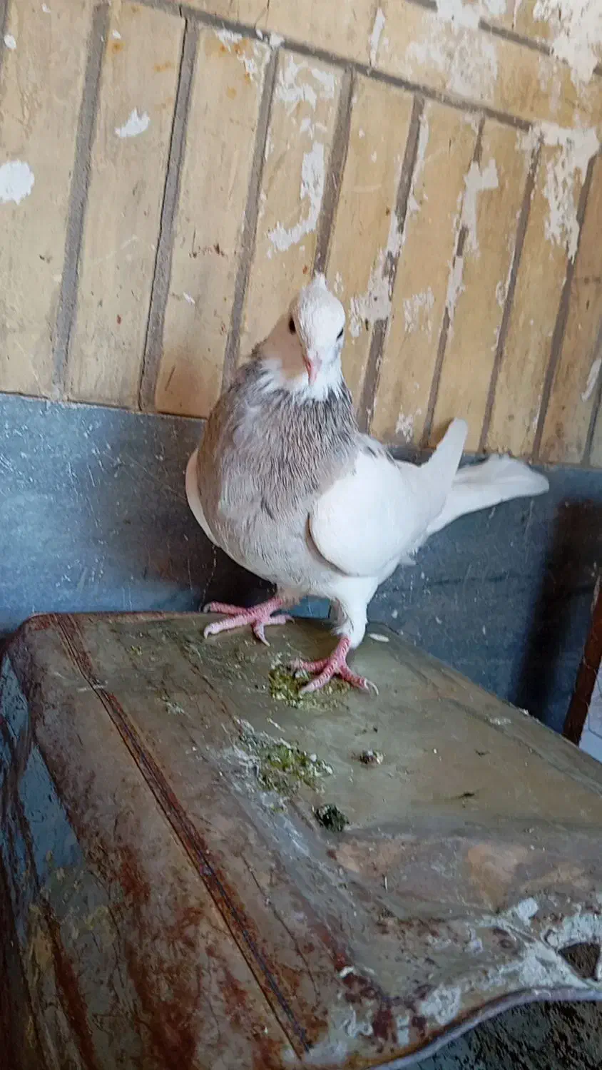 کفتر|پرنده|مرودشت, ابوذر شمالی|دیوار