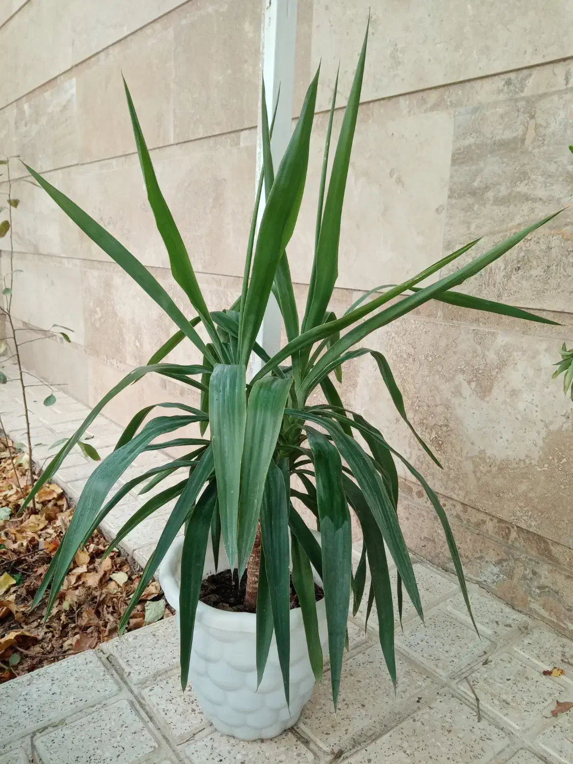 گل یوکا|گل و گیاه طبیعی|هشتگرد, فاز ۲ مهستان|دیوار