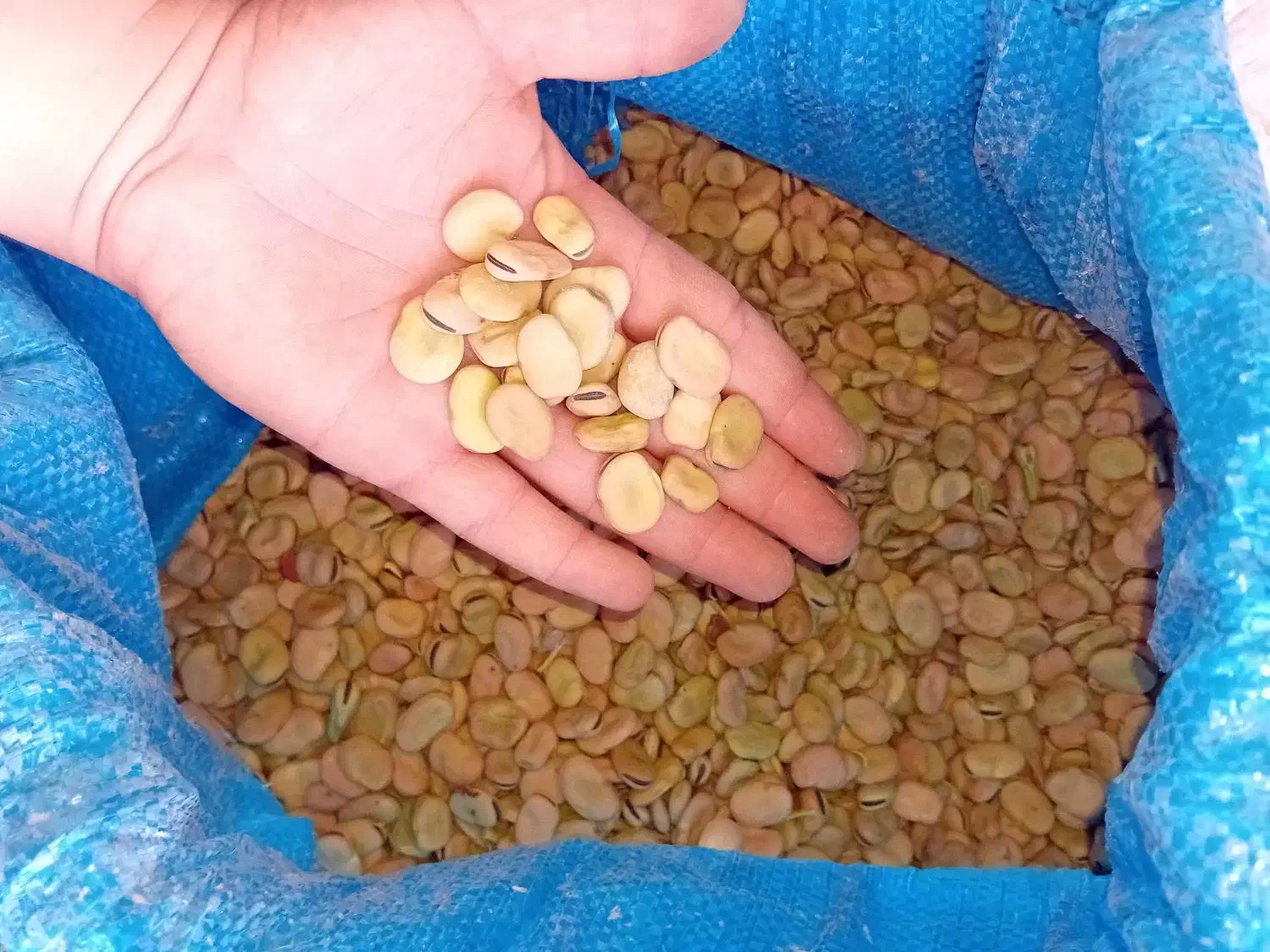 باقله شاخ بزی درجه یک|خوردنی و آشامیدنی|چگنی, |دیوار