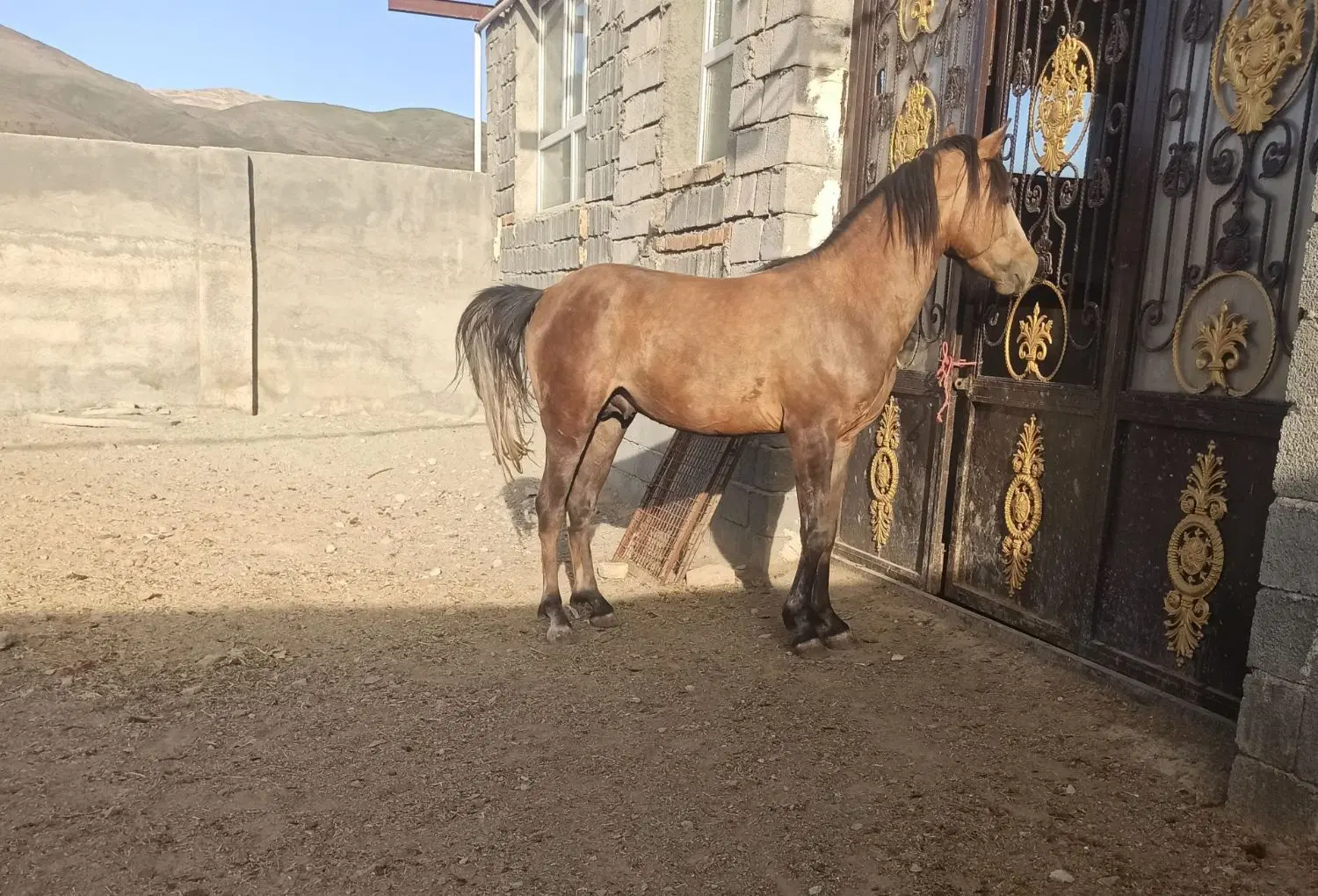 اسب|اسب و تجهیزات اسبسواری|سنندج, |دیوار