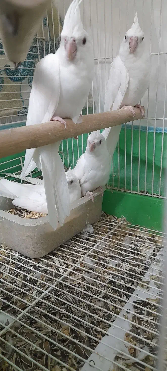 عروس هلندی البینو چشم شرابی نرو ماده با قفس و لانه|پرنده|گرگان, |دیوار