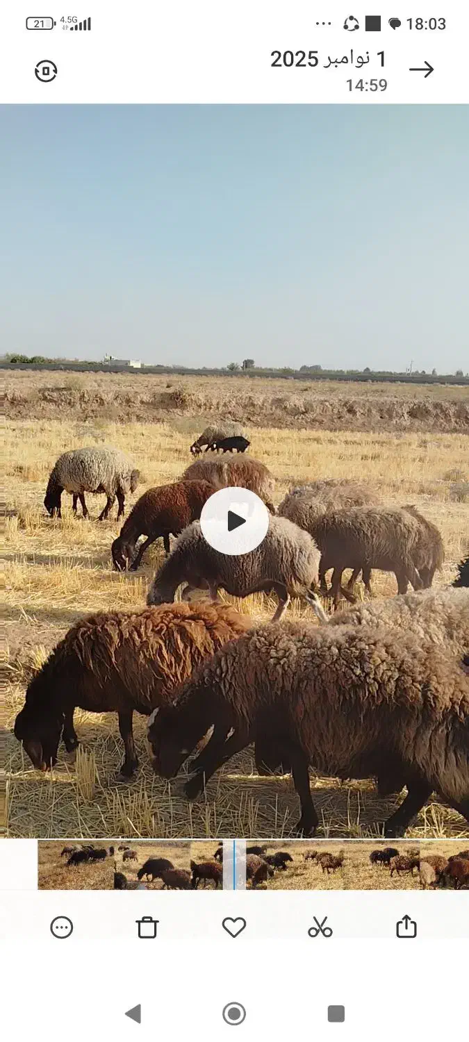 میش افشار|حیوانات مزرعه|شاهینشهر, گرگاب|دیوار