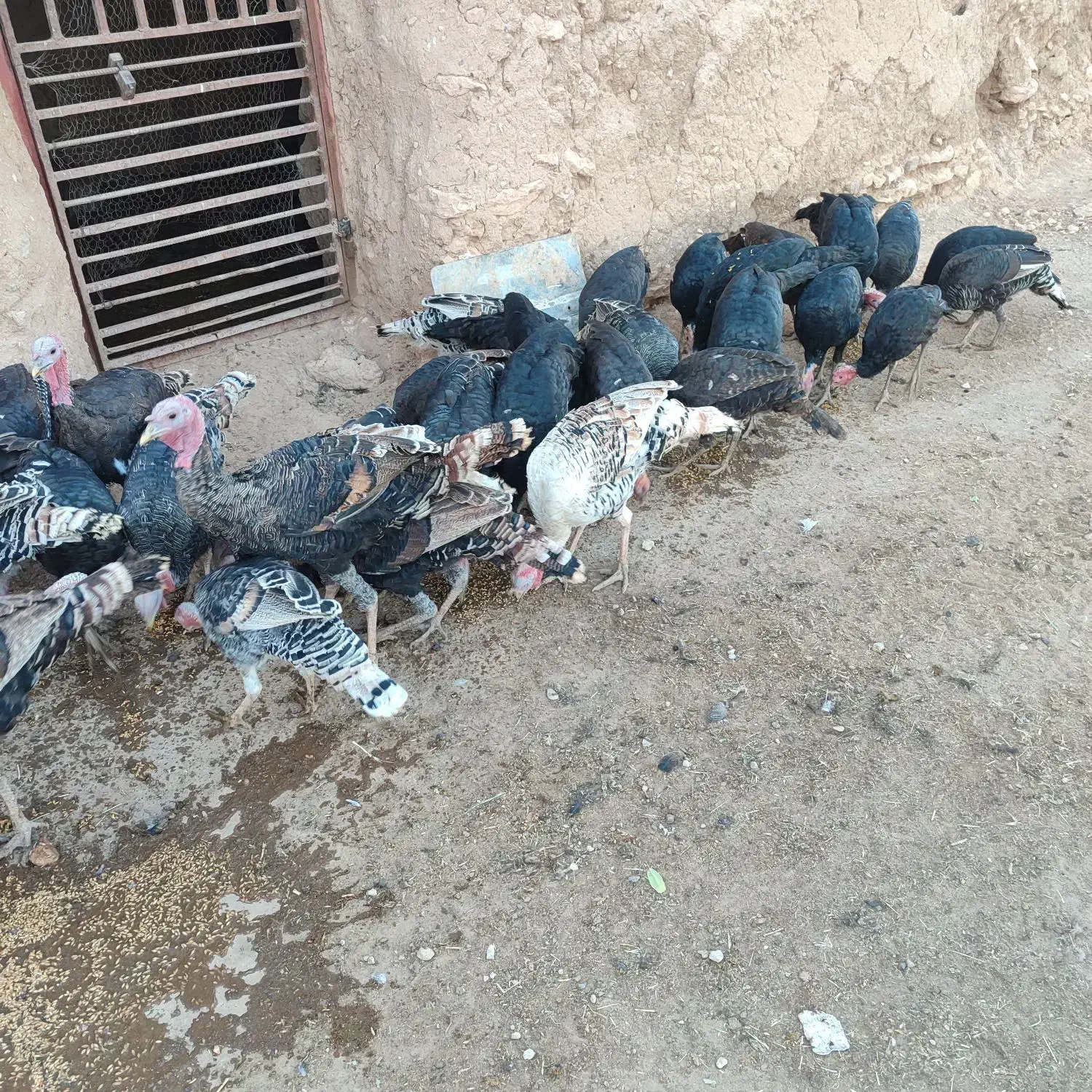 بوقلمون|حیوانات مزرعه|گل تپه, |دیوار