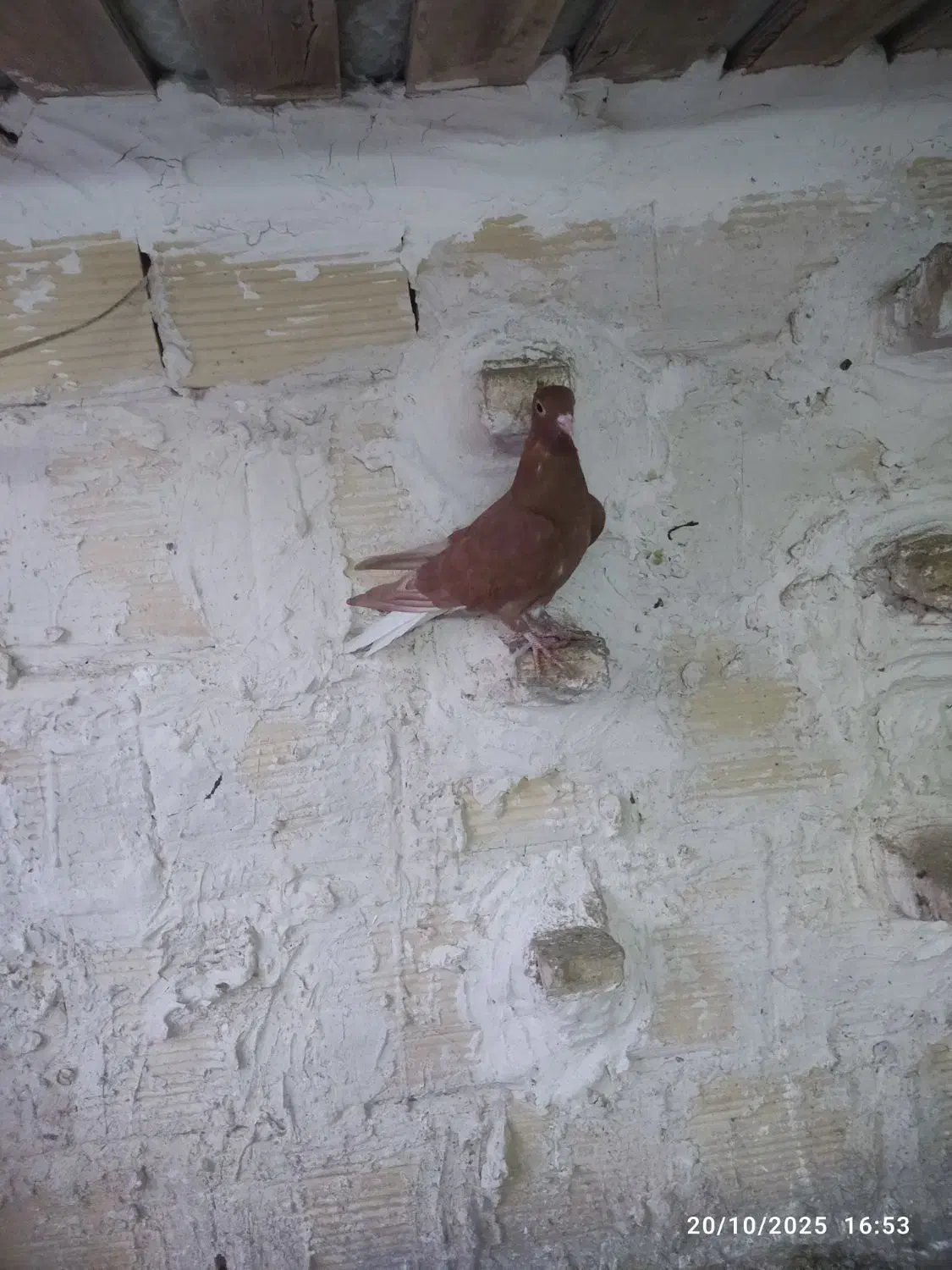 زرد کرمونی  و زرد دم سفید سار سرور|پرنده|مشهد, ادیب نیشابوری (شهرک غرب)|دیوار