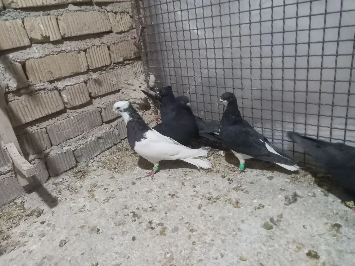 سیاه بهبانی و طوقی و شهری سیاه|پرنده|مرودشت, ابوذر جنوبی|دیوار