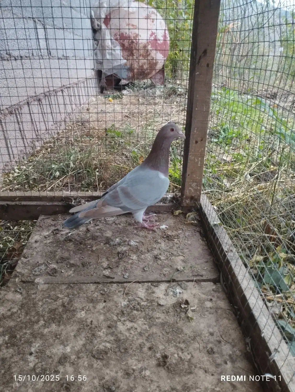 کبوتر|پرنده|بره‌سر, |دیوار