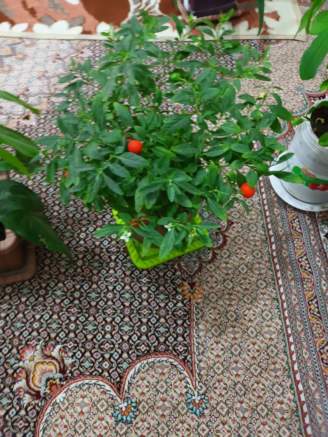 گلهای طبیعی متنوع|گل و گیاه طبیعی|اردبیل, |دیوار