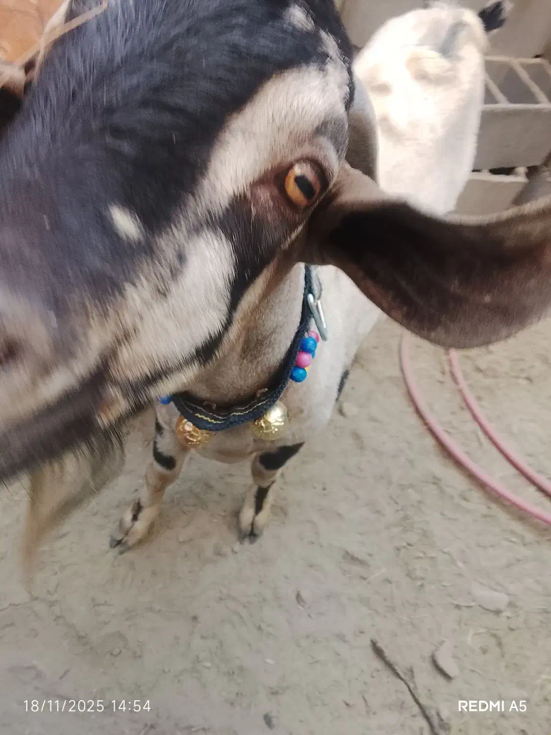 کهره|حیوانات مزرعه|میناب, |دیوار