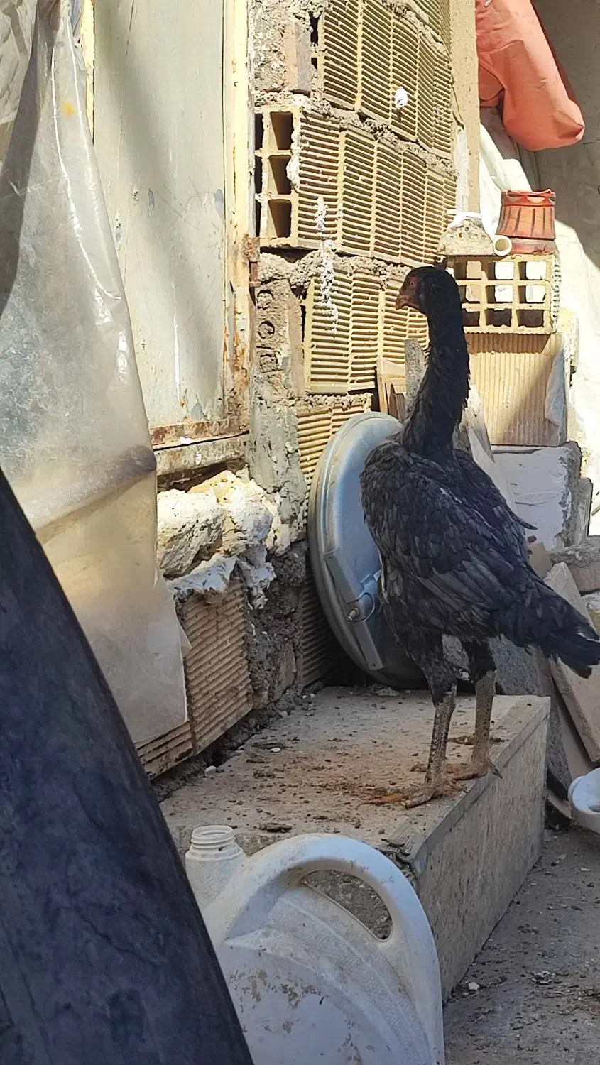 نیمچه اشامو|حیوانات مزرعه|تهران, سازمان آب|دیوار