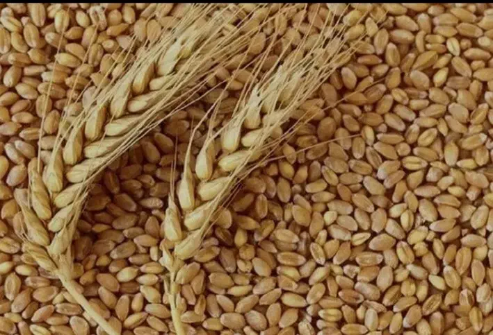 گندم اوکلید|عمده‌فروشی|اردبیل, |دیوار