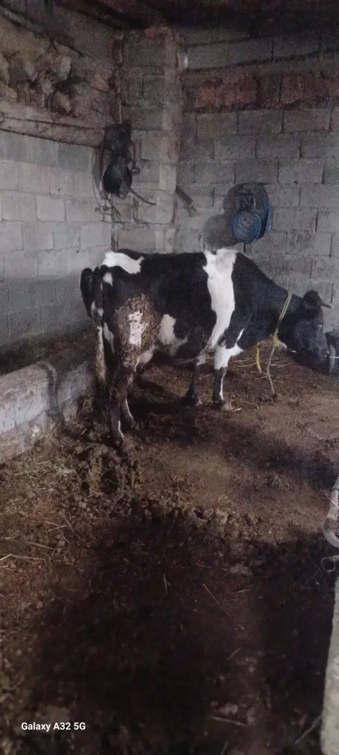 گاو گوشتی کیلوی ۲۷۵۰۰۰|حیوانات مزرعه|قره ضیاالدین, |دیوار