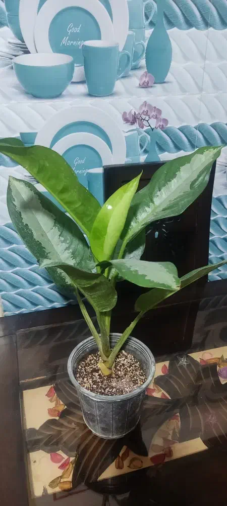 گل و گیاه طبیعی زیبا و سرحال|گل و گیاه طبیعی|زابل, |دیوار