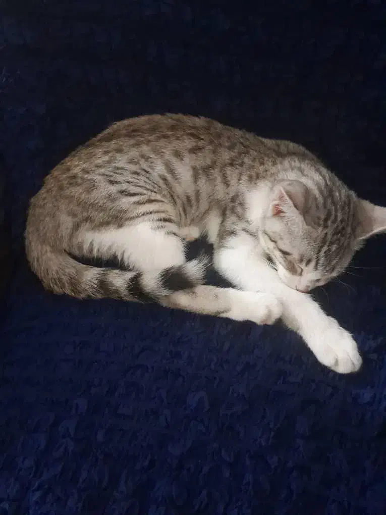 بچه گربه توضیحات بخوانید|گربه|بندر کنگان, |دیوار