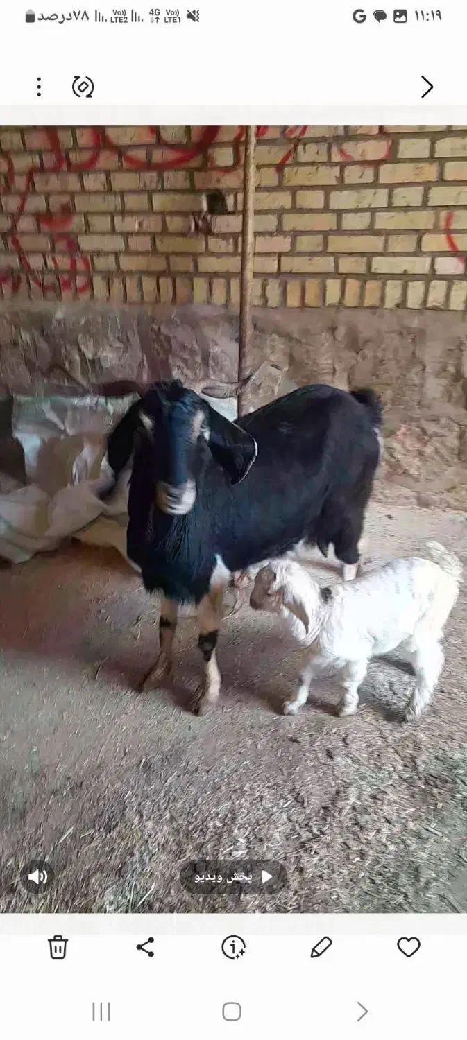 یک راس بز زاییده|حیوانات مزرعه|سبزوار, جهاد کشاورزی|دیوار