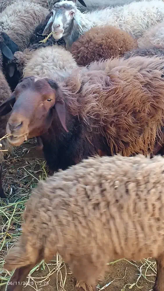 فروش گوسفند ماده ونر|حیوانات مزرعه|سمنان, |دیوار