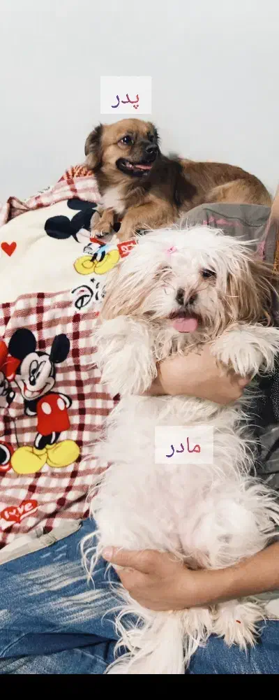 4عدد توله سگ|سگ|تبریز, |دیوار