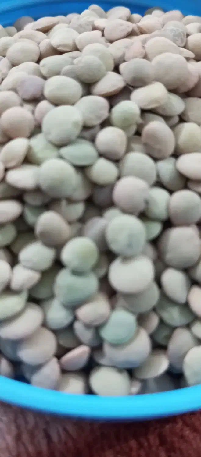 عدس .نخودتازه|عمده‌فروشی|رباط‌کریم, نصیرشهر|دیوار