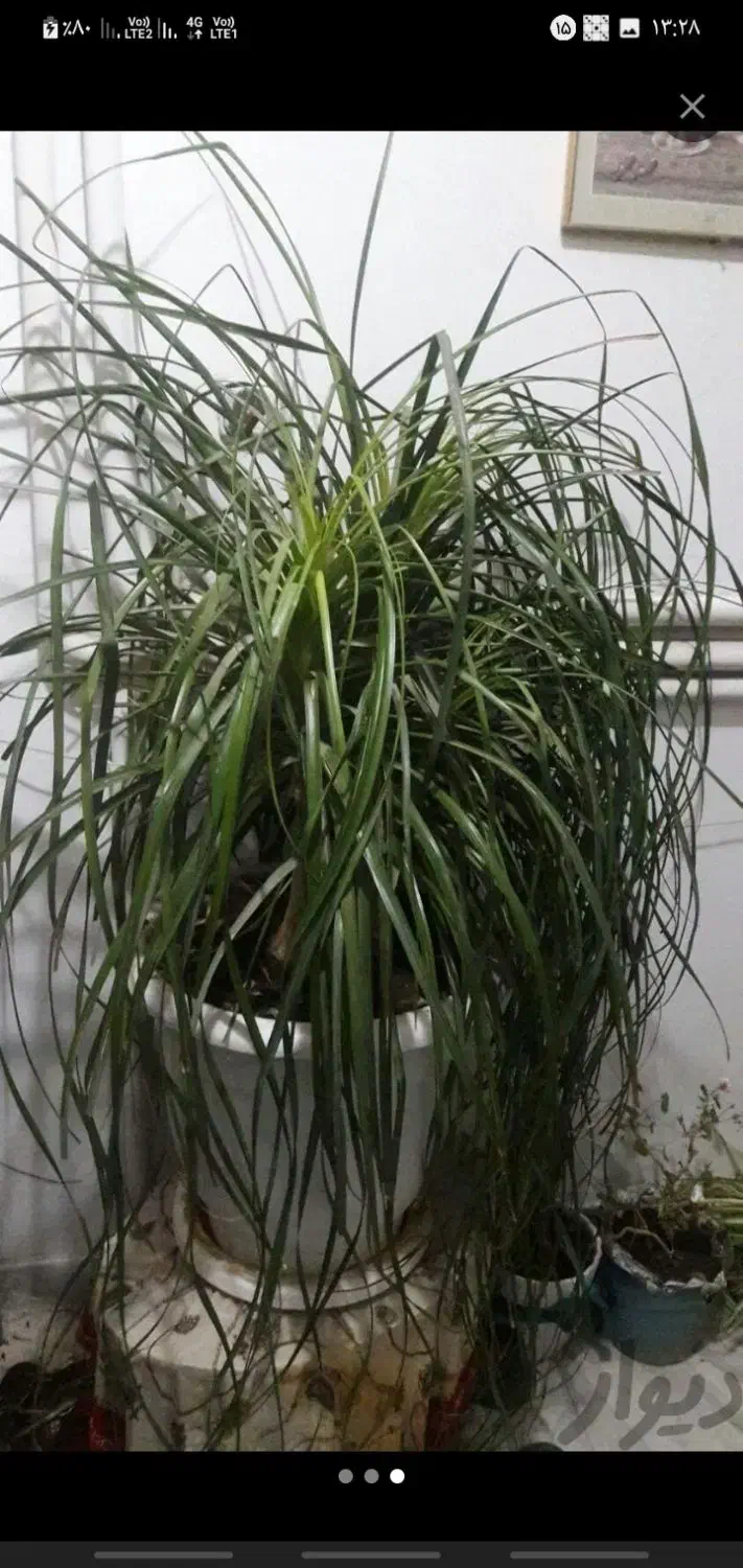 نگهداری گلهاشما|گل و گیاه طبیعی|مشهد, جنت|دیوار