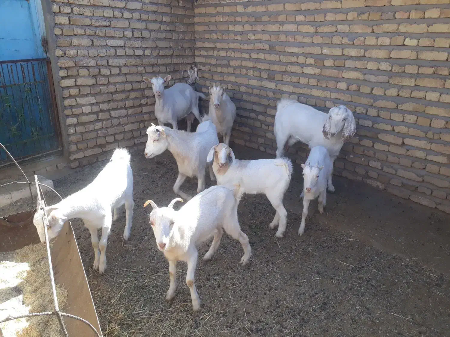 بز و بزغاله آبستن سانَن|حیوانات مزرعه|باخزر, |دیوار