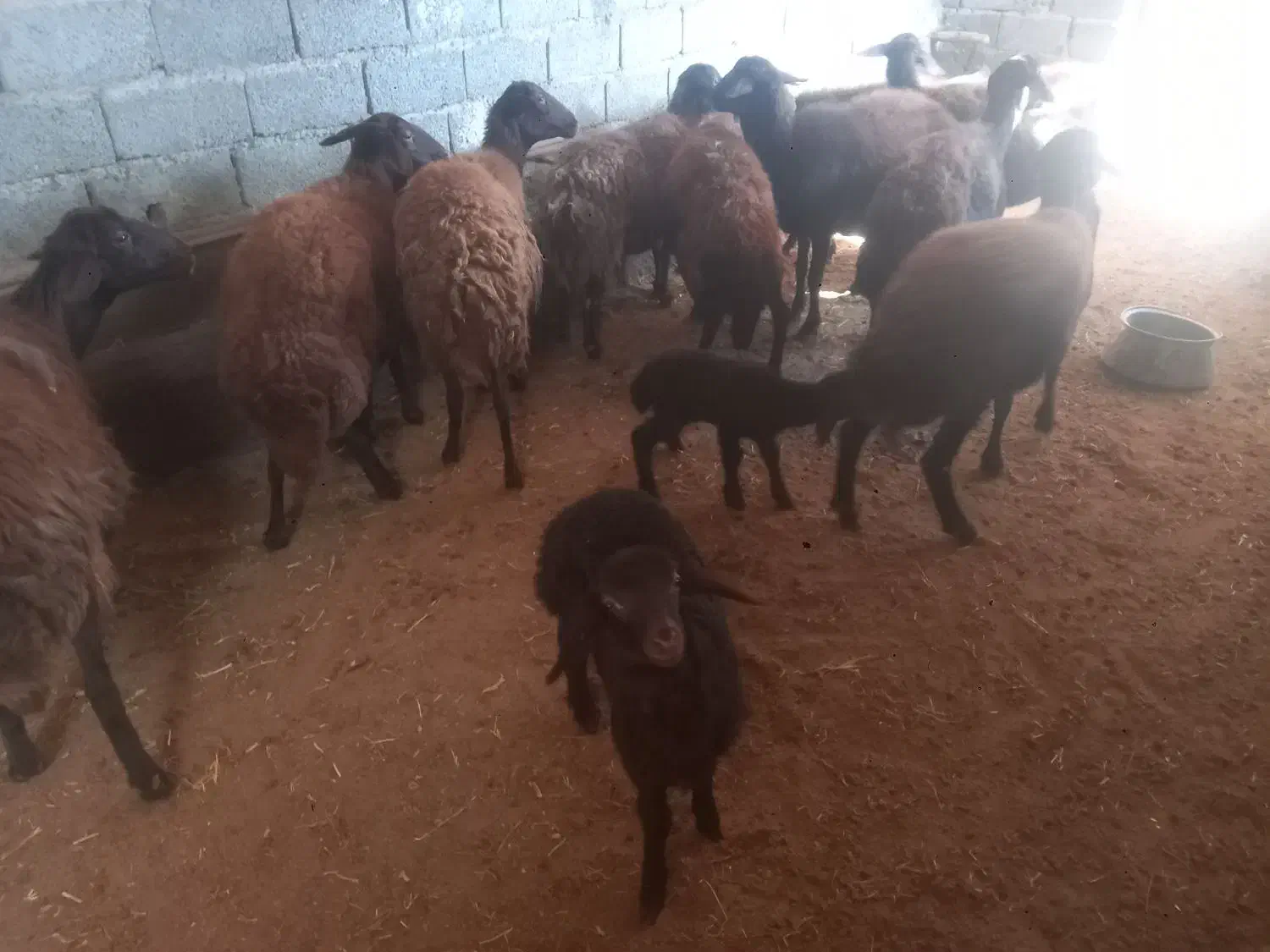 تعداد ۱۰راس گوسفند|حیوانات مزرعه|طارم (زنجان), |دیوار