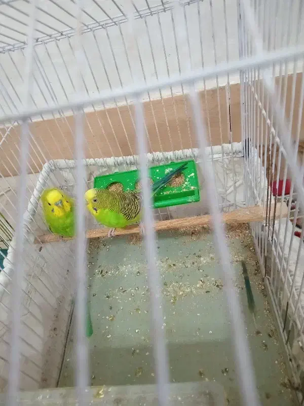 تعدادی|پرنده|شوشتر, |دیوار