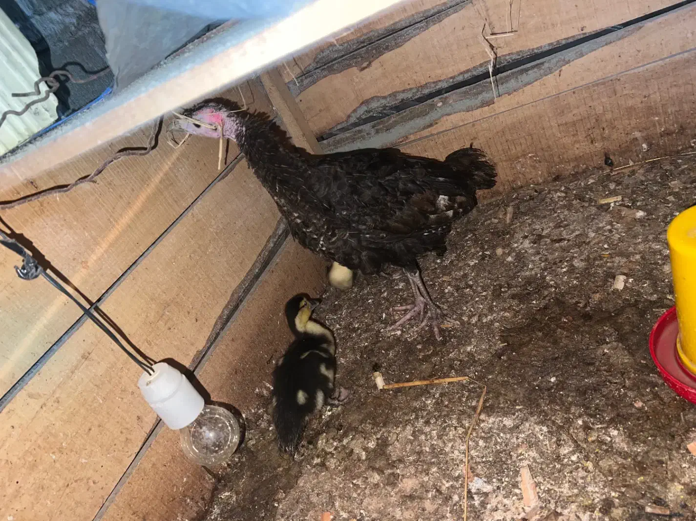 سه عدد اردک اسرائیلی با یک عدد بقلمون|حیوانات مزرعه|تالش, جوکندان|دیوار